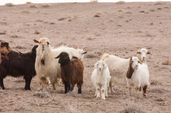 Bozkır, çayır, veldt, veld. bozkırlarında kum keçi. Güneydoğu Avrupa ve Sibirya düz unforested otlak geniş bir alanda.