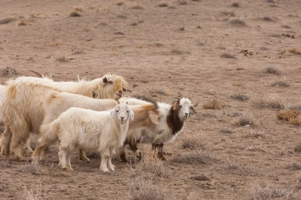 Bozkır, çayır, veldt, veld. bozkırlarında kum keçi. Güneydoğu Avrupa ve Sibirya düz unforested otlak geniş bir alanda.