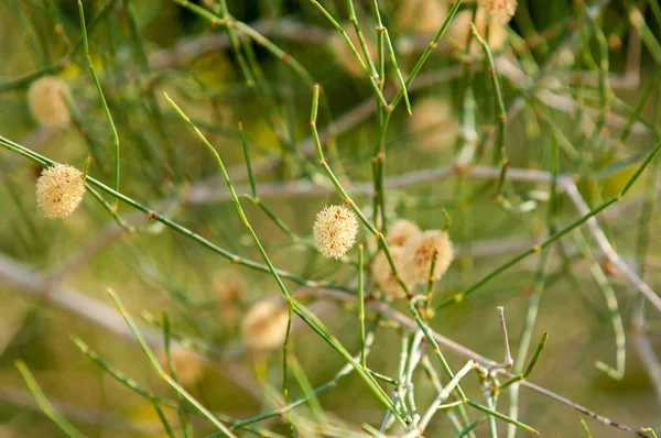 Steppe Summer Turgai Gate Turgai National Park Altyn Emel Kazakhstan — Stock Photo, Image