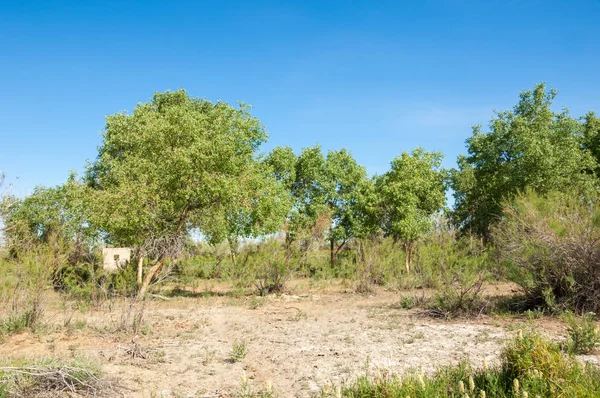 bozkır, çayır, veldt, veld. Bahar Orta Asya. Kazakistan. Turanga kavak. Euphrates kavak