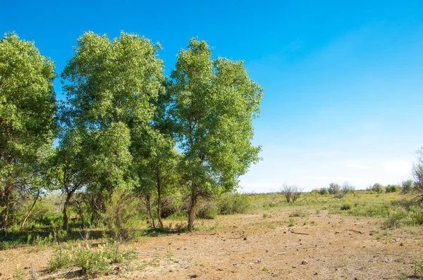bozkır, çayır, veldt, veld. Bahar Orta Asya. Kazakistan. Turanga kavak. Euphrates kavak