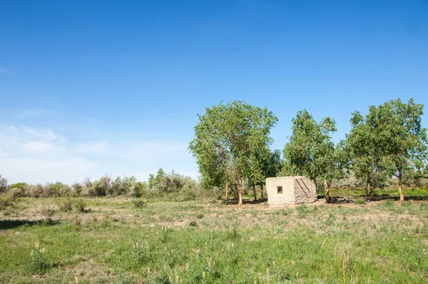 bozkır, çayır, veldt, veld. Bahar Orta Asya. Kazakistan. Turanga kavak. Euphrates kavak. terk edilmiş çamur kulübeleri