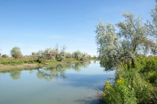 Bozkır nehir sazlık yaz. nehir görünümünde kez izlendi. küçük mavi nehir kıyısında güneşli bir gün