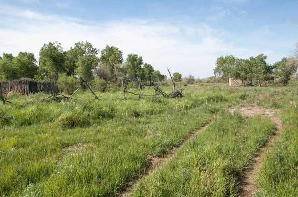 bozkır, çayır, veldt, veld. Bahar Orta Asya. Kazakistan. Turanga kavak. Euphrates kavak