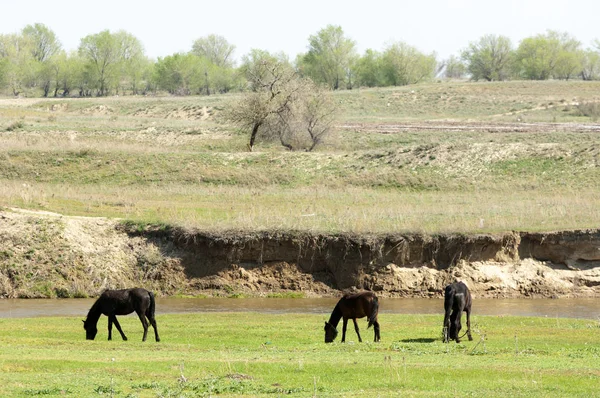 Bozkır, çayır, veld, veldt. Parlak güneş ışığı, çölün ortasında bahar. Nehir kenarında otlayan atlar