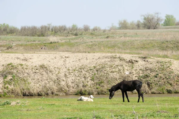 Bozkır, çayır, veld, veldt. Parlak güneş ışığı, çölün ortasında bahar. Nehir kenarında otlayan atlar