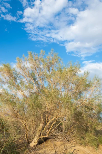  Bozkır yaz. Turgai kapısı. Turgai Kaydet. Milli Parkı 