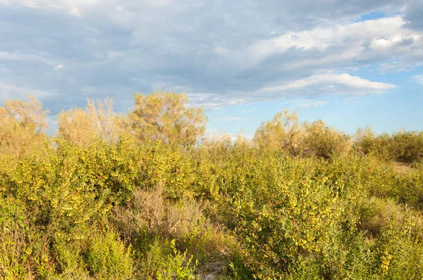 Steppe Zomer Zich Poort Zich Opslaan Nationaal Park Altyn Emel — Stockfoto