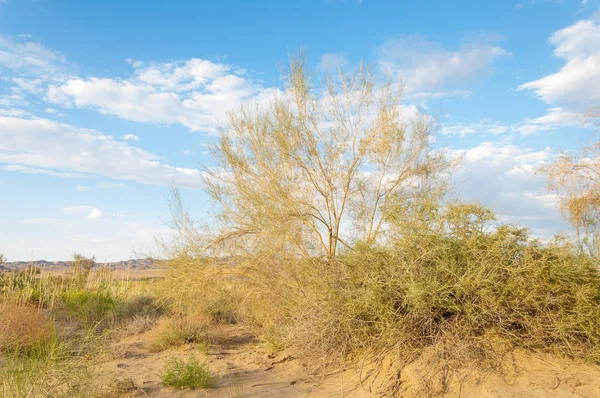 Bozkır yaz. Turgai kapısı. Turgai Kaydet. Milli Parkı 