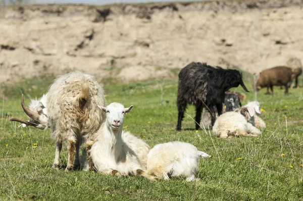  Nehir kenarında koyun otlatma keçi. Keçi ve koyun sıyrık suya yakın bir plato üzerinde duydum. 