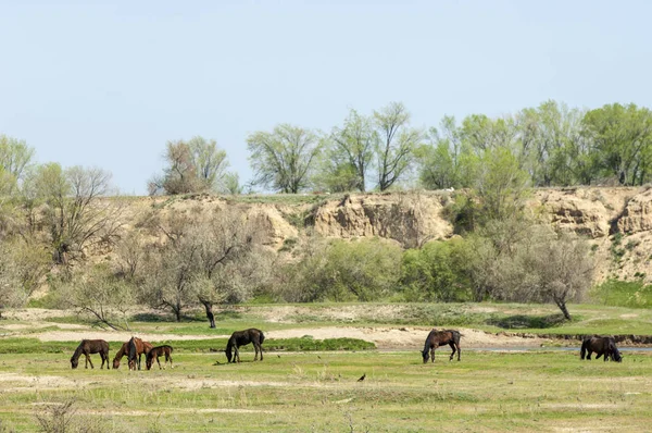 Steppe Prairie Veld Veldt Bright Sunshine Spring Desert Horses Grazing — Stock Photo, Image