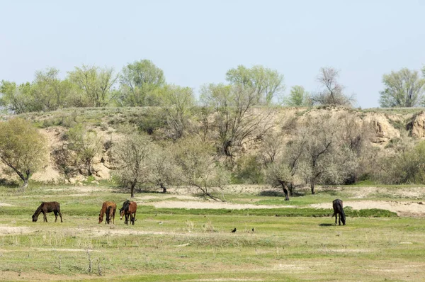 Estepe Pradaria Veld Veldt Brilhante Luz Sol Primavera Deserto Cavalos — Fotografia de Stock
