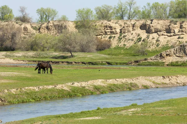 Steppe Prairie Veld Veldt Bright Sunshine Spring Desert Horses Grazing — Stock Photo, Image