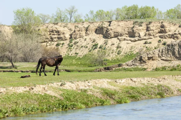 Bozkır, çayır, veld, veldt. Parlak güneş ışığı, çölün ortasında bahar. Nehir kenarında otlayan atlar