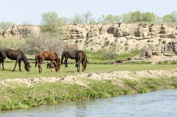 Bozkır, çayır, veld, veldt. Parlak güneş ışığı, çölün ortasında bahar. Nehir kenarında otlayan atlar