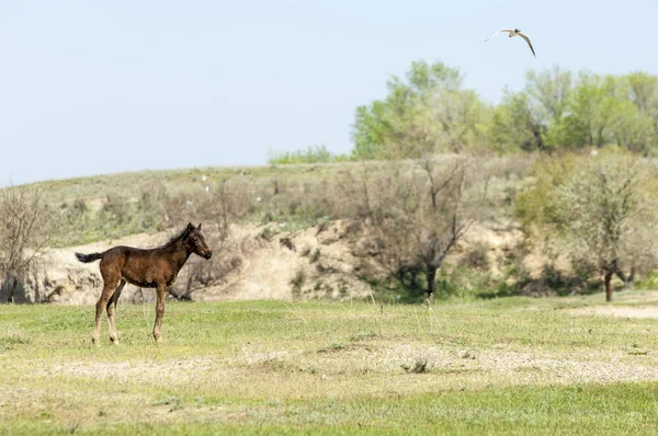 Bozkır, çayır, veld, veldt. Parlak güneş ışığı, çölün ortasında bahar. Nehir kenarında otlayan atlar