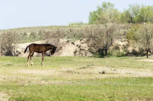Bozkır, çayır, veld, veldt. Parlak güneş ışığı, çölün ortasında bahar. Nehir kenarında otlayan atlar