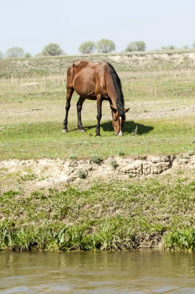 Bozkır, çayır, veld, veldt. Parlak güneş ışığı, çölün ortasında bahar. Nehir kenarında otlayan atlar