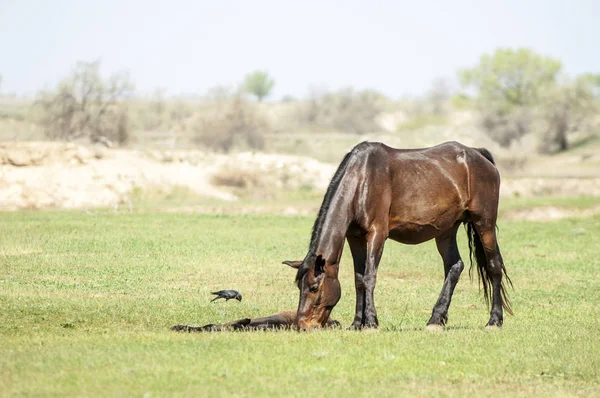 Bozkır, çayır, veld, veldt. Parlak güneş ışığı, çölün ortasında bahar. Nehir kenarında otlayan atlar