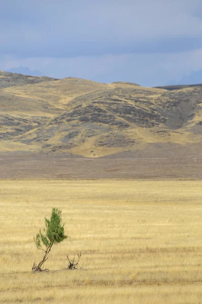 Woodless, zavallı nemi ve genellikle düz ile kuru iklim bölgesinde otsu bitki örtüsü bozkır. çayır, veld, veldt