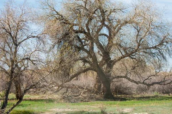 bozkır, çayır, veldt, veld. Bahar Orta Asya. Kazakistan. Turanga kavak. Euphrates kavak