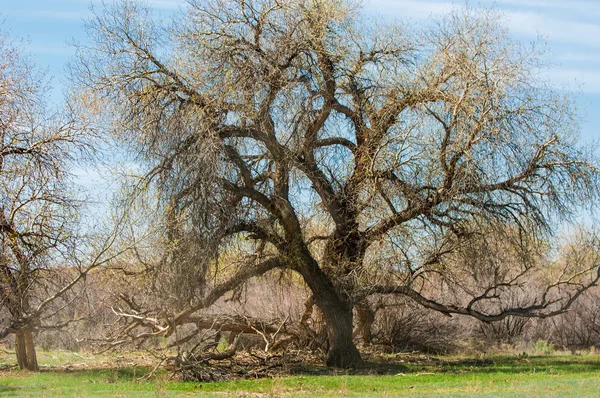 bozkır, çayır, veldt, veld. Bahar Orta Asya. Kazakistan. Turanga kavak. Euphrates kavak