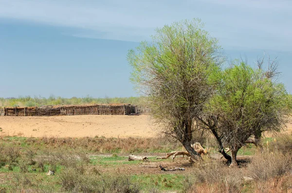 bozkır, çayır, veldt, veld. Bahar Orta Asya. Kazakistan. Turanga kavak. Euphrates kavak