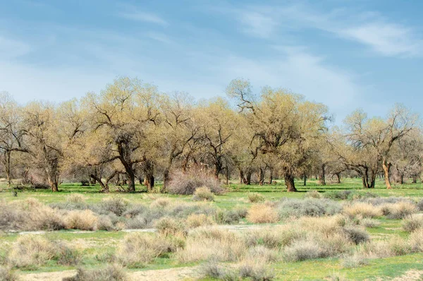 bozkır, çayır, veldt, veld. Bahar Orta Asya. Kazakistan. Turanga kavak. Euphrates kavak