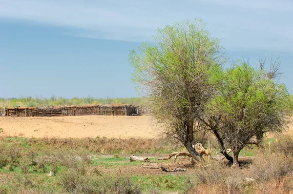 bozkır, çayır, veldt, veld. Bahar Orta Asya. Kazakistan. Turanga kavak. Euphrates kavak