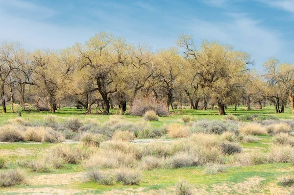 bozkır, çayır, veldt, veld. Bahar Orta Asya. Kazakistan. Turanga kavak. Euphrates kavak
