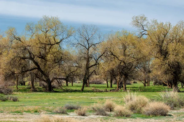 bozkır, çayır, veldt, veld. Bahar Orta Asya. Kazakistan. Turanga kavak. Euphrates kavak