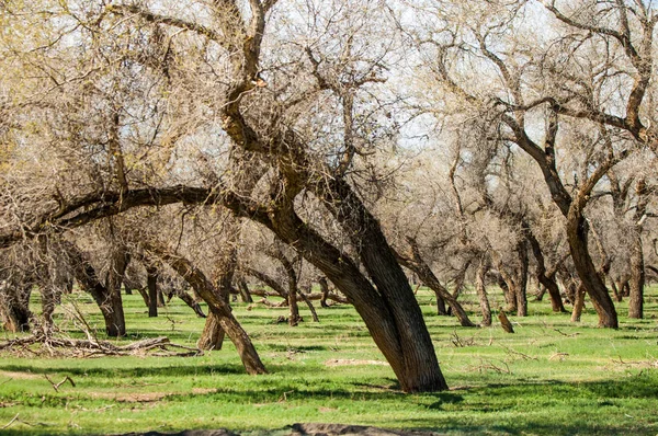 bozkır, çayır, veldt, veld. Bahar Orta Asya. Kazakistan. Turanga kavak. Euphrates kavak