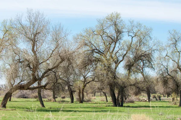 bozkır, çayır, veldt, veld. Bahar Orta Asya. Kazakistan. Turanga kavak. Euphrates kavak