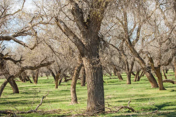 bozkır, çayır, veldt, veld. Bahar Orta Asya. Kazakistan. Turanga kavak. Euphrates kavak