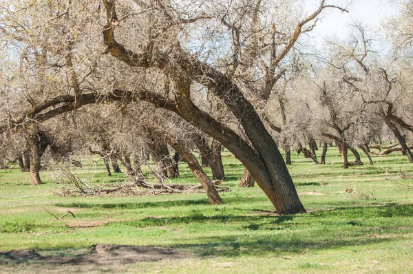 bozkır, çayır, veldt, veld. Bahar Orta Asya. Kazakistan. Turanga kavak. Euphrates kavak