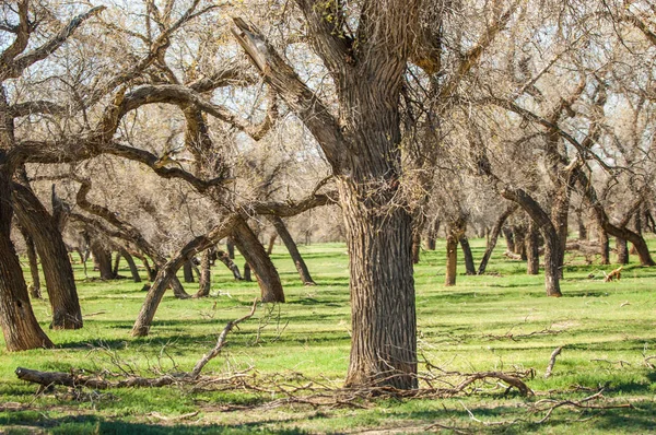 bozkır, çayır, veldt, veld. Bahar Orta Asya. Kazakistan. Turanga kavak. Euphrates kavak