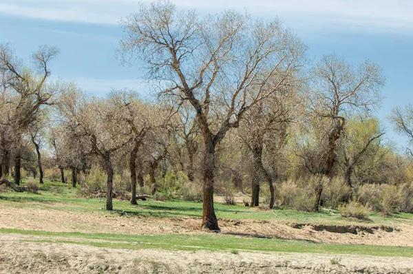 bozkır, çayır, veldt, veld. Bahar Orta Asya. Kazakistan. Turanga kavak. Euphrates kavak