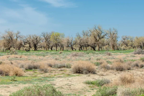 bozkır, çayır, veldt, veld. Bahar Orta Asya. Kazakistan. Turanga kavak. Euphrates kavak