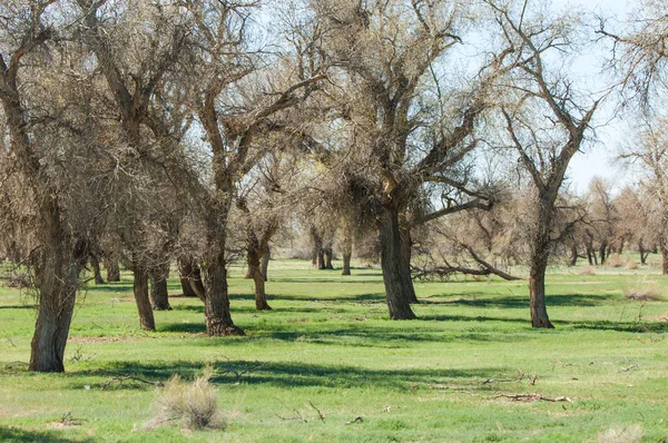 bozkır, çayır, veldt, veld. Bahar Orta Asya. Kazakistan. Turanga kavak. Euphrates kavak