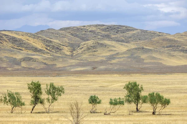 Woodless, zavallı nemi ve genellikle düz ile kuru iklim bölgesinde otsu bitki örtüsü bozkır. çayır, veld, veldt