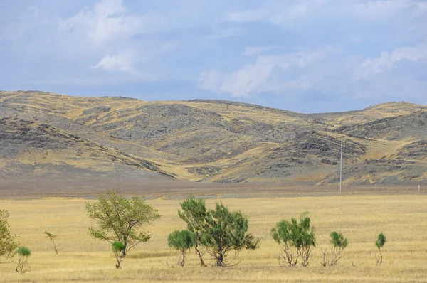 Woodless, zavallı nemi ve genellikle düz ile kuru iklim bölgesinde otsu bitki örtüsü bozkır. çayır, veld, veldt
