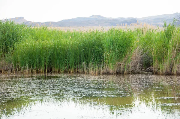  Bozkır yaz. Turgai kapısı. Turgai Kaydet. Milli Parkı 