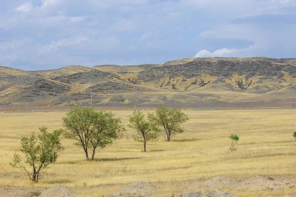 Woodless, zavallı nemi ve genellikle düz ile kuru iklim bölgesinde otsu bitki örtüsü bozkır. çayır, veld, veldt