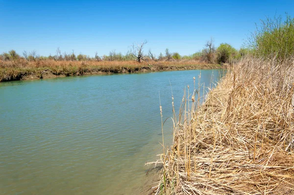 Bozkır nehir sazlık yaz. nehir görünümünde kez izlendi. küçük mavi nehir kıyısında güneşli bir gün