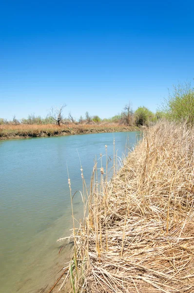 Bozkır nehir sazlık yaz. nehir görünümünde kez izlendi. küçük mavi nehir kıyısında güneşli bir gün