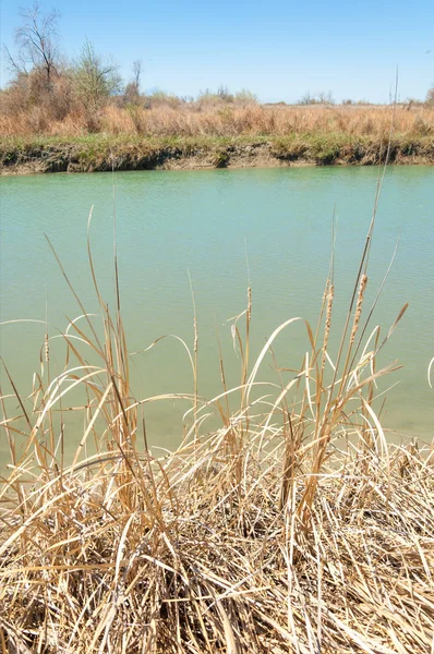 Bozkır nehir sazlık yaz. nehir görünümünde kez izlendi. küçük mavi nehir kıyısında güneşli bir gün