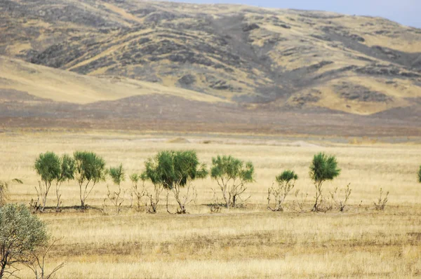 Estepe Sem Madeira Pobre Umidade Geralmente Plana Com Vegetação Gramada — Fotografia de Stock