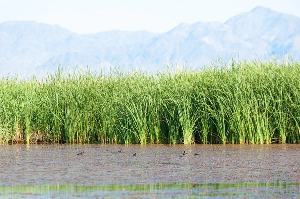  Bozkır yaz. Turgai kapısı. Turgai Kaydet. Milli Parkı 