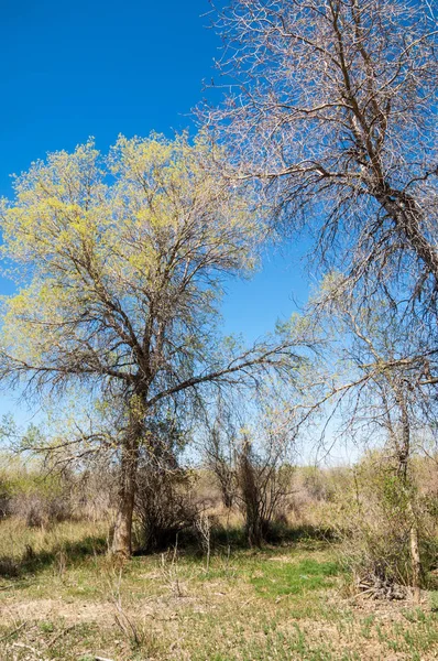 bozkır, çayır, veldt, veld. Bahar Orta Asya. Kazakistan. Turanga kavak. Euphrates kavak