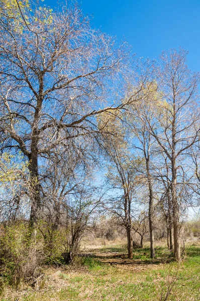 bozkır, çayır, veldt, veld. Bahar Orta Asya. Kazakistan. Turanga kavak. Euphrates kavak